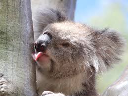Koala licking tree