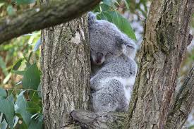 koala bear sleeping in tree
