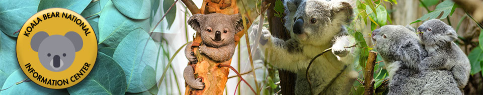 koala banner for koala website