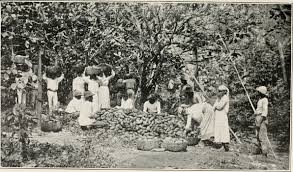 Cocoa History picture