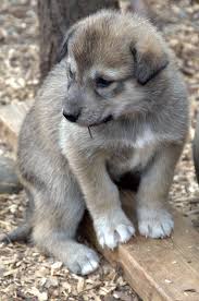 Alaskan puppy